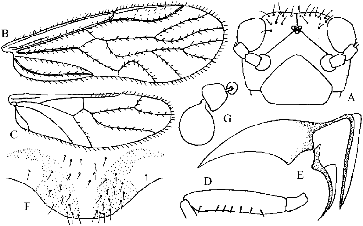 2.18 褐唇华双<span class=